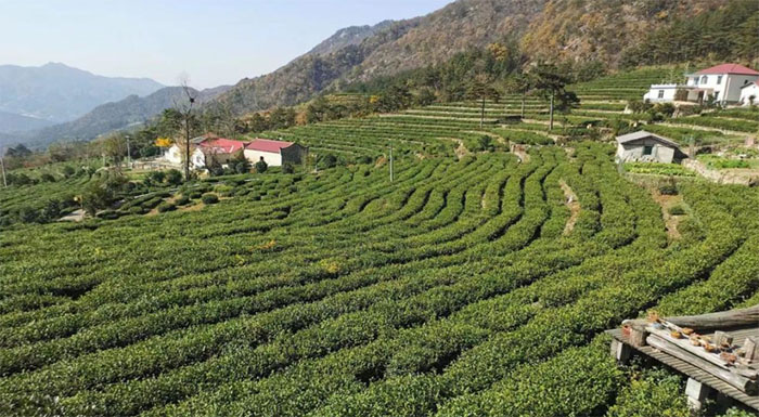  安慶師范大學(xué)“茶旅融合發(fā)展調(diào)研”暑期社會實踐團赴岳西縣開展實地調(diào)研活動