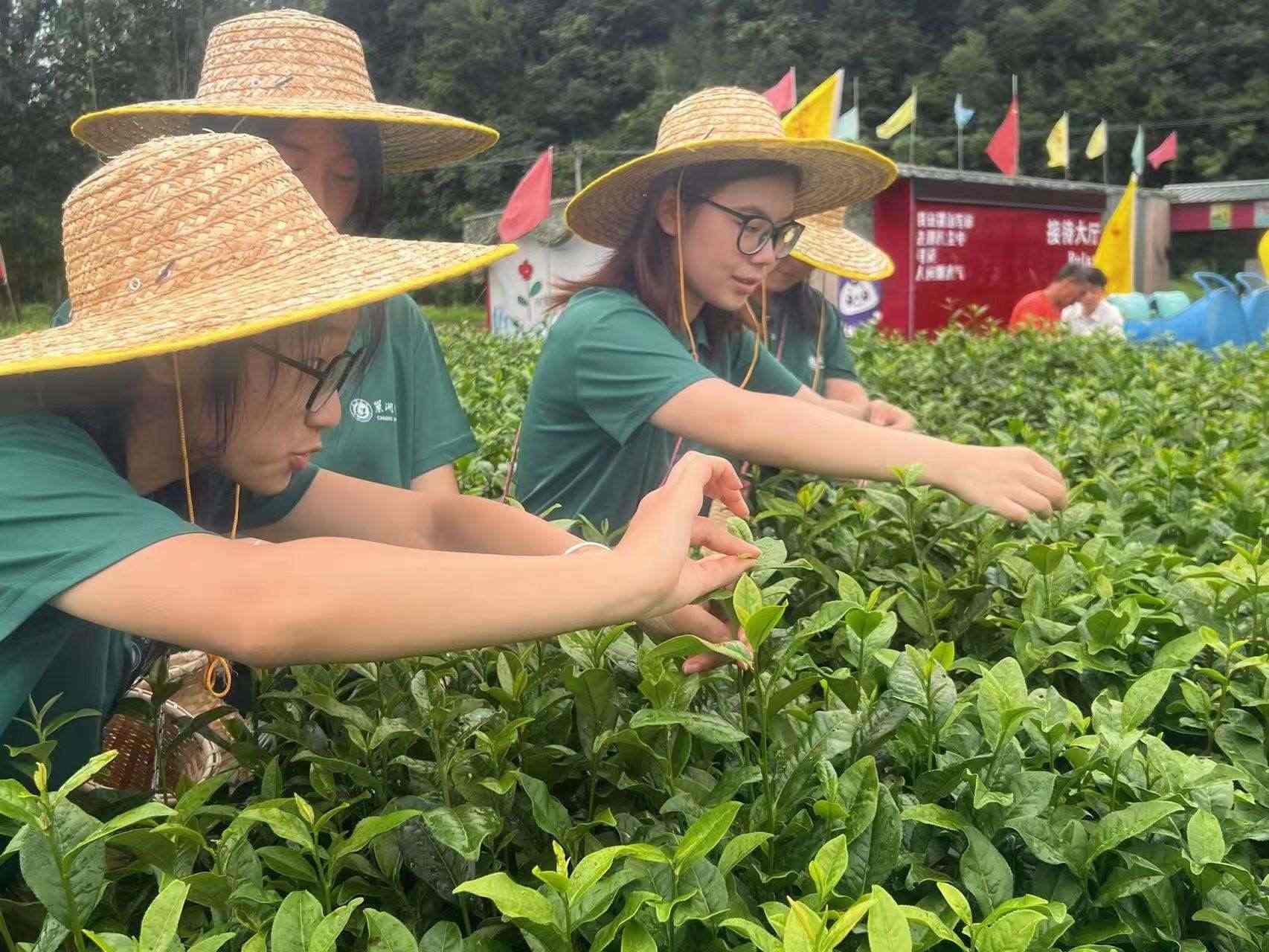 以茶為媒促振興，融合紅色文化與夜經濟新篇章