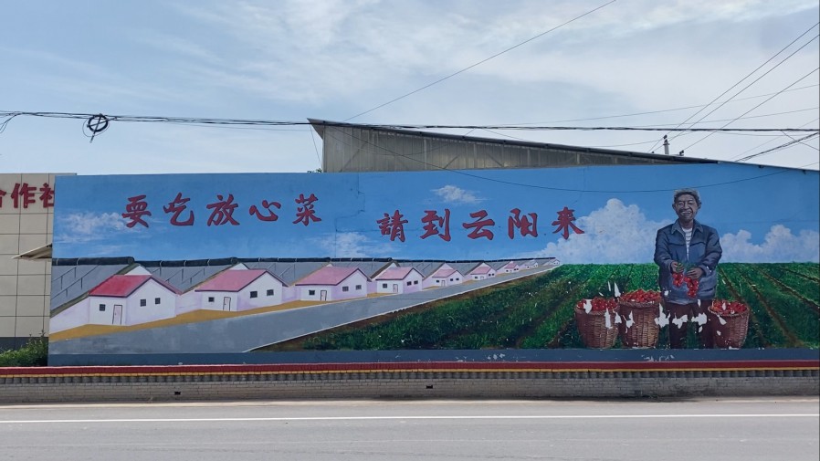 走田間地頭，啟思政新篇|西安理工大學“番茄派”隊社會實踐紀實