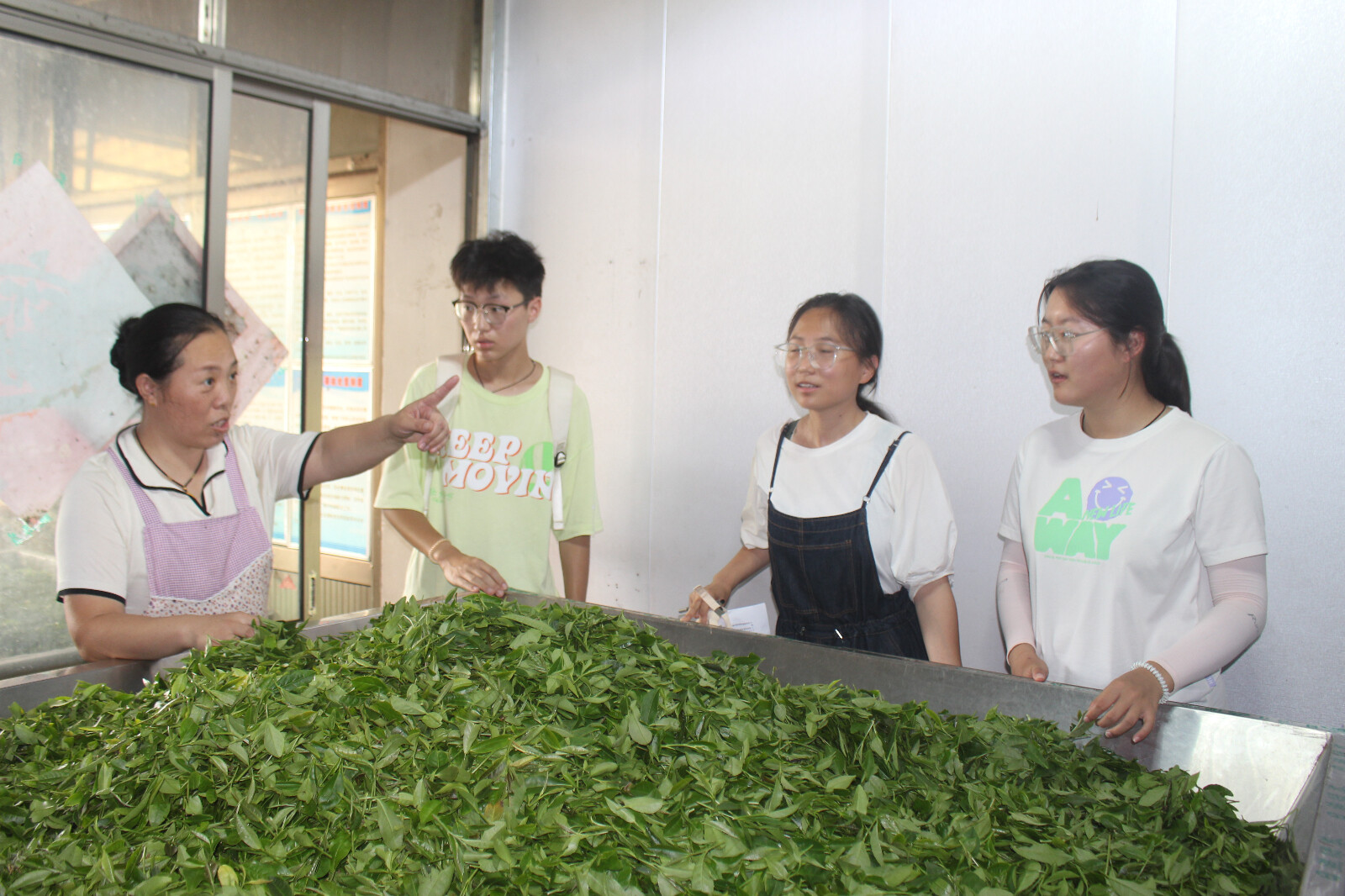 茶壟千行探生計，綠芽一葉問振興