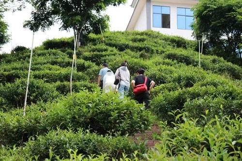 湘大學子：凝聚助農力量，踐行擔當精神
