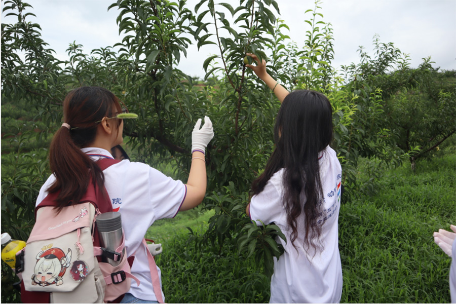 西南大學學子三下鄉：厚植愛農情懷，勇擔時代責任