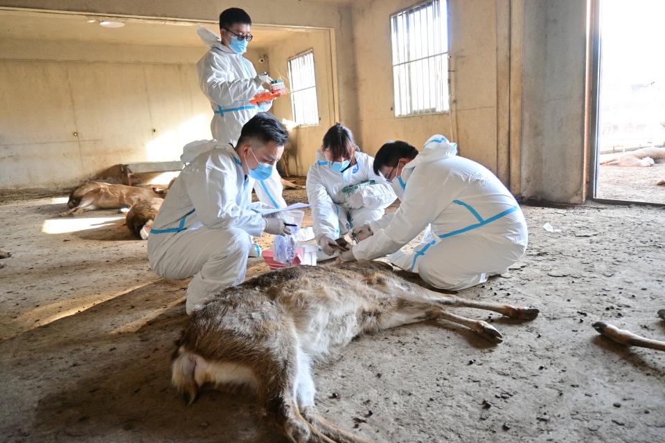 青島農業大學“立竿檢影，以檢護農”調研團深入蒙陰梅花鹿科技小院，助力疫病防控與鄉村振興