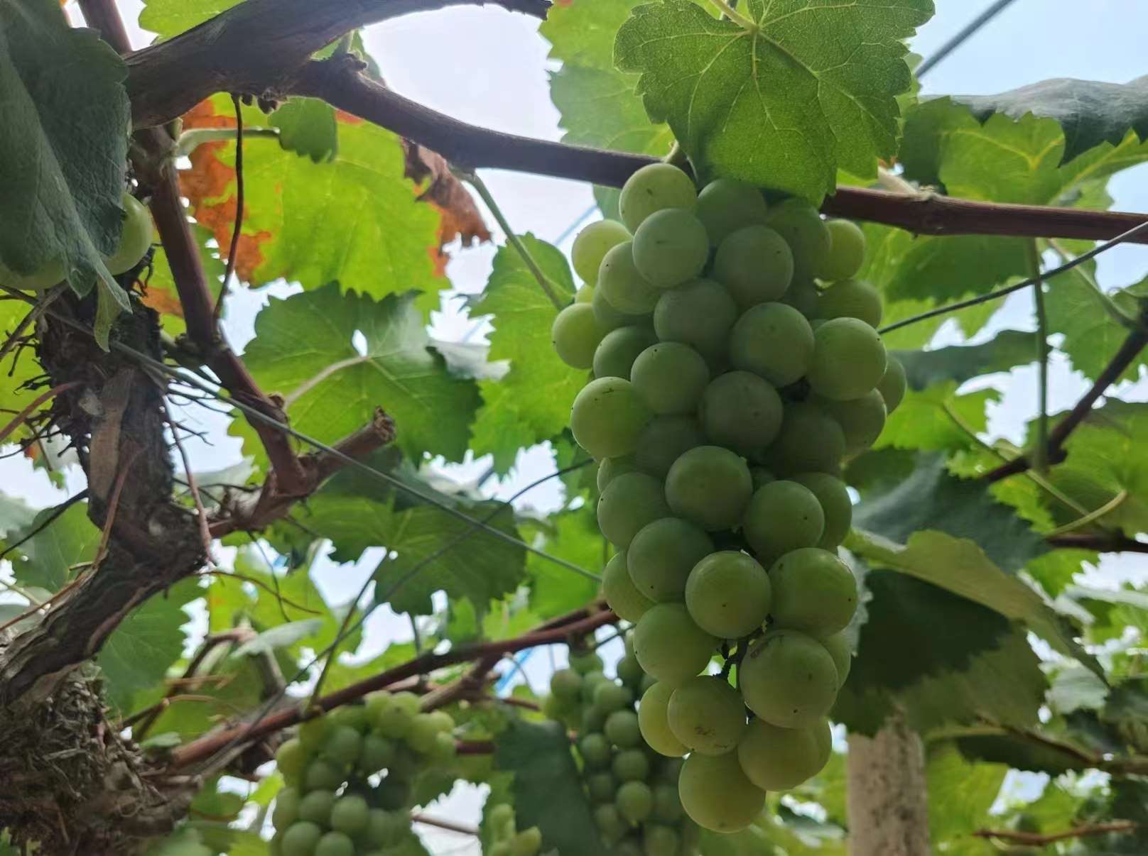 巢湖學院三下鄉：攜手共建現代農業，助力鄉村振興