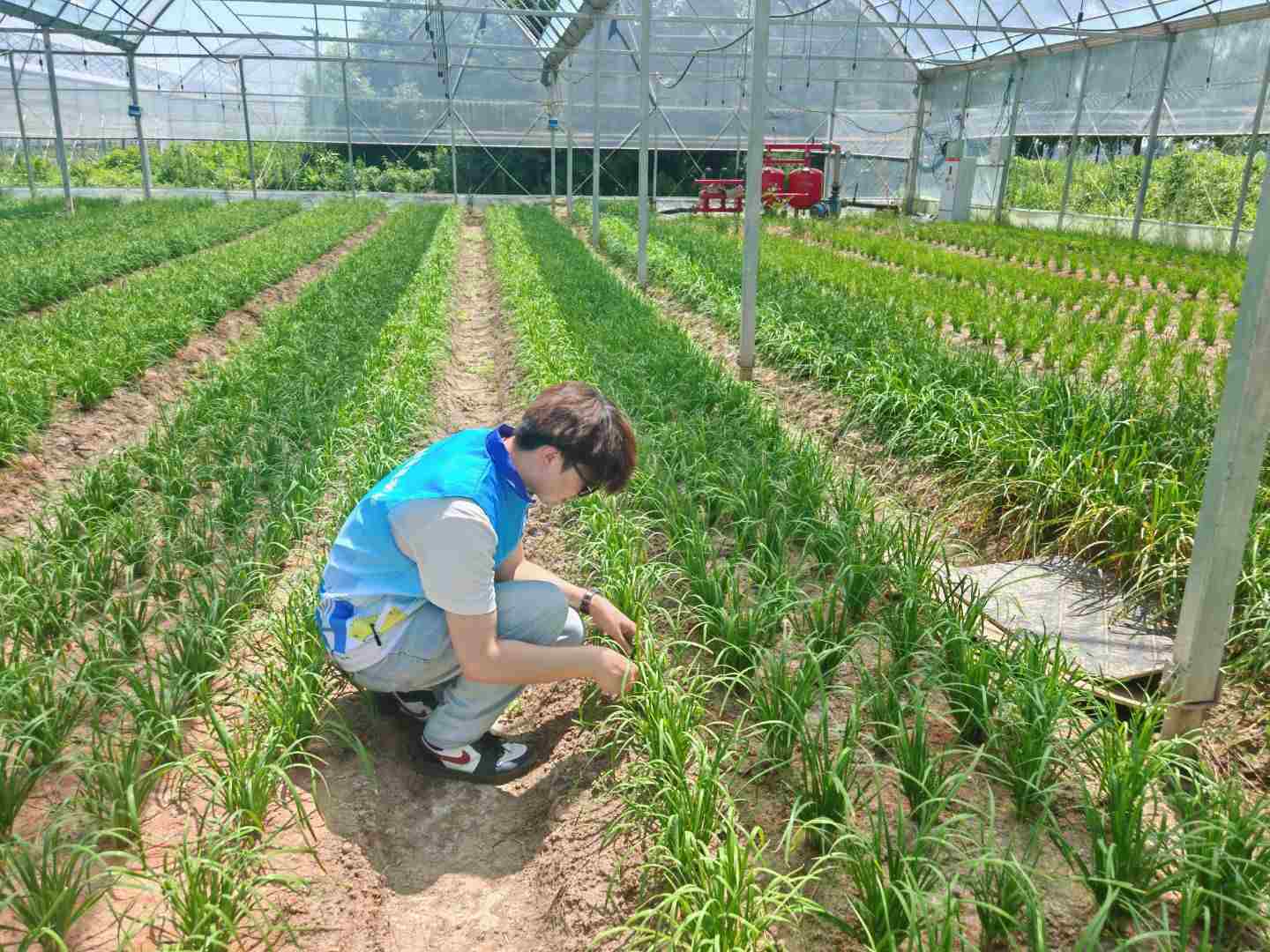 夏日蔬語與振興痕