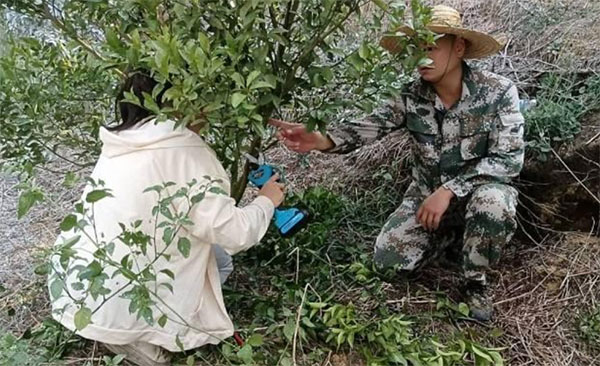 做好柑橘大文章，走好興業富民路